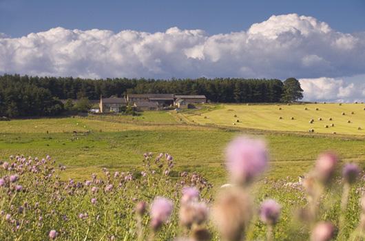 Grindon Farm