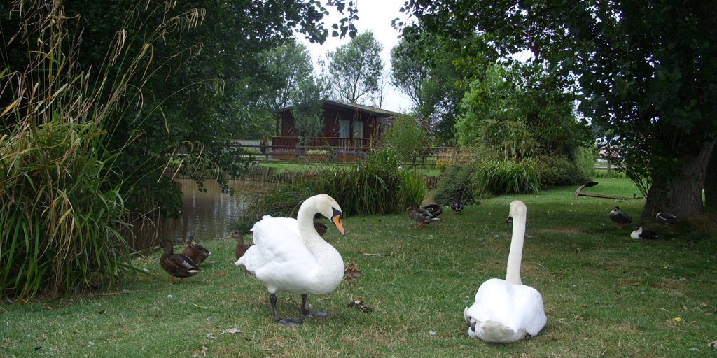 Swans Rest